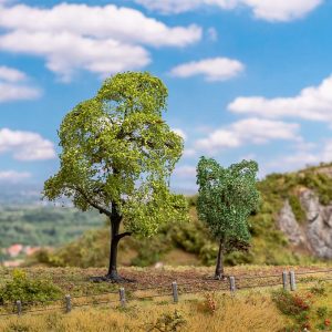 BOOM HAAGBEUK EN ESDOORN