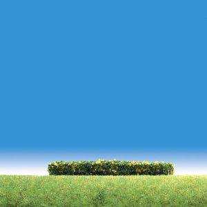 HEGGEN GEEL BLOEIEND 3 STUKS