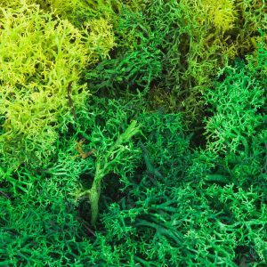 IJSLANDS MOS GESORTEERD GROEN 50 G