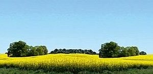 MODELACHTERGROND OSTHOLSTEIN