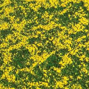 PREMIUM LANDSCHAPS-SEGMENT KOOLZAADVELD